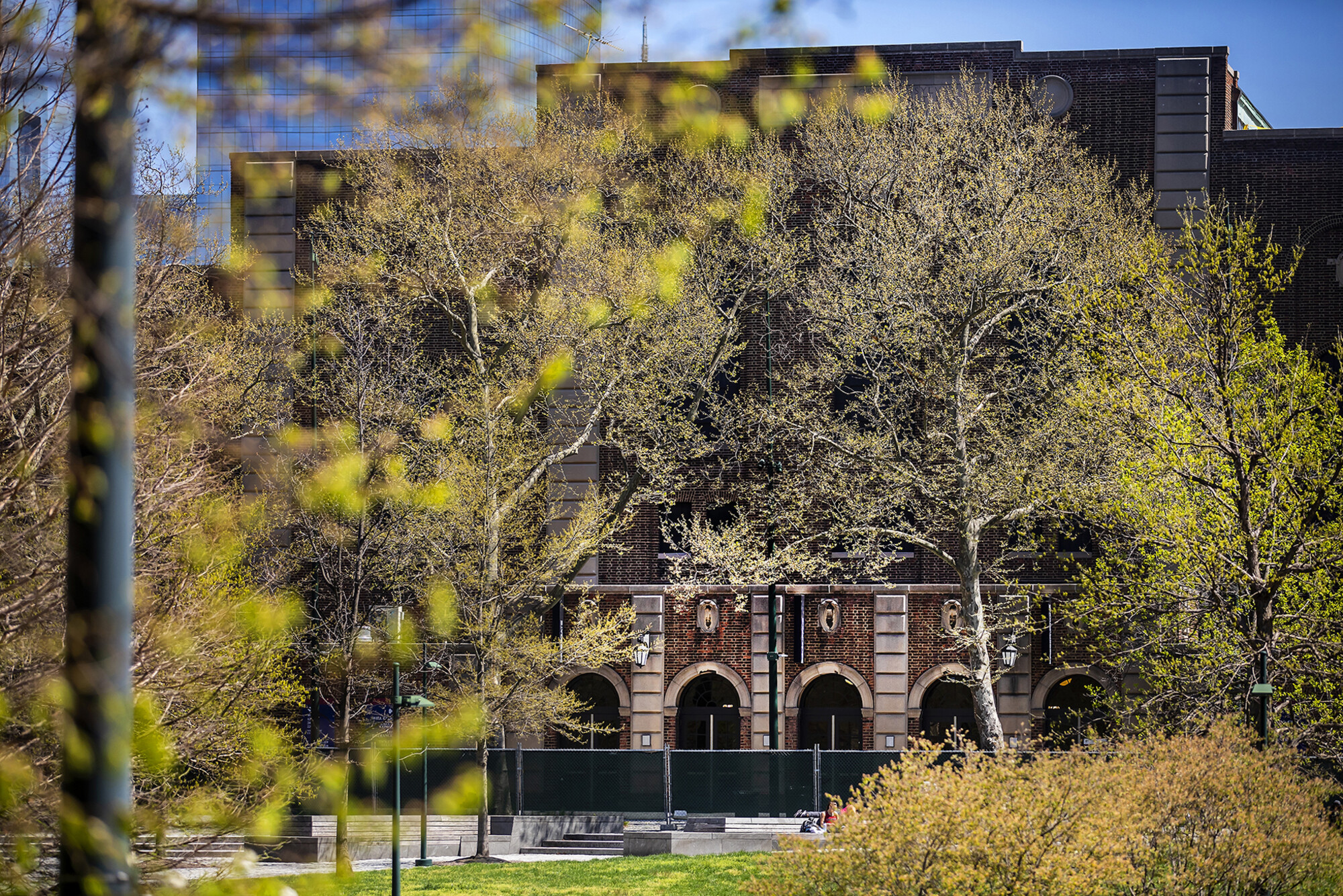 London planetree on Shoemaker Green.
