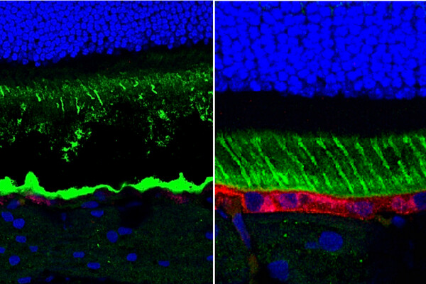 Guziewicz, Karina comparative histology