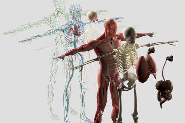 anatomy