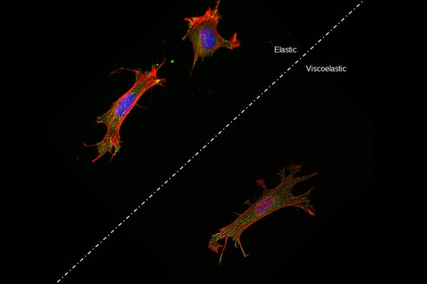 Cell Stiffness 