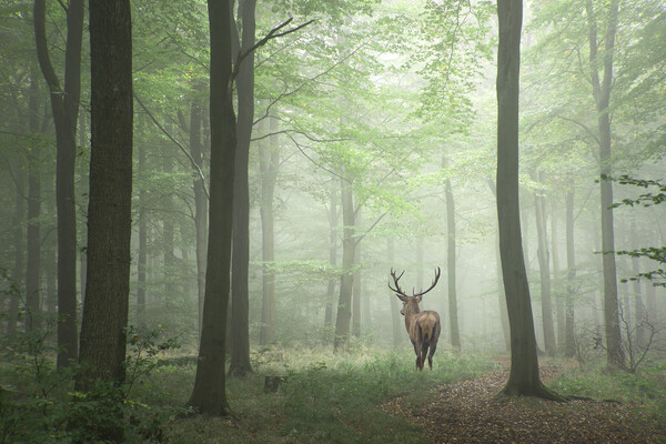 deer