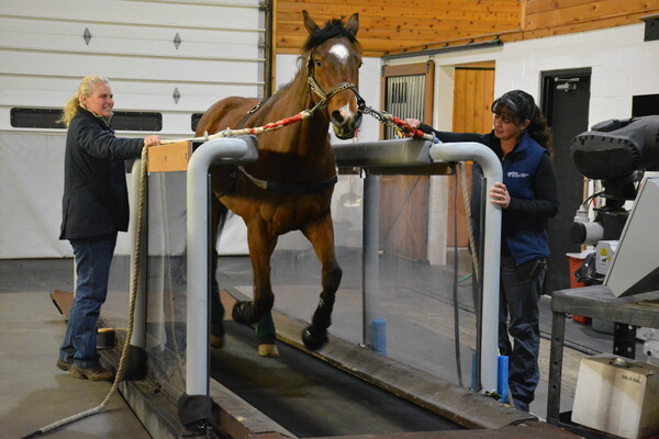 Horse treadmill.2018