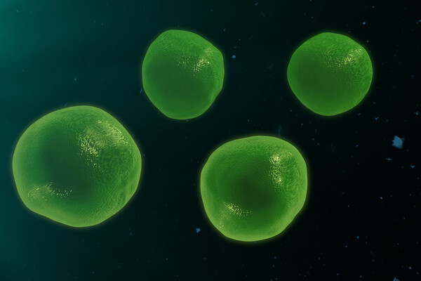 T_cells