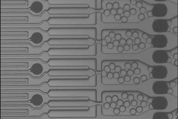 microparticles