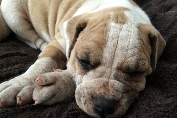 Mauldin ichthyosis dog
