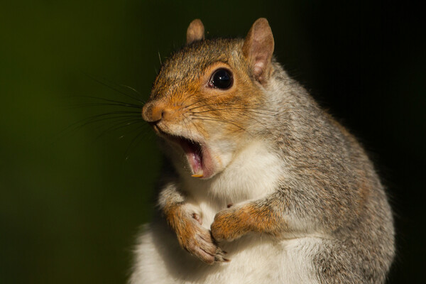 squirrel