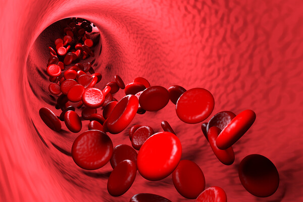 red blood cells