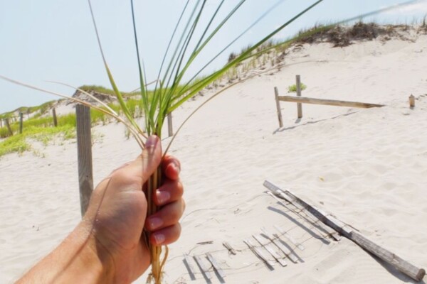 beach grass
