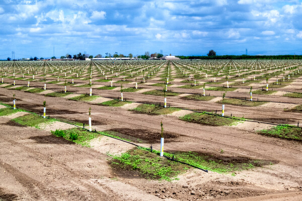 an irrigation field with minimal crops growing