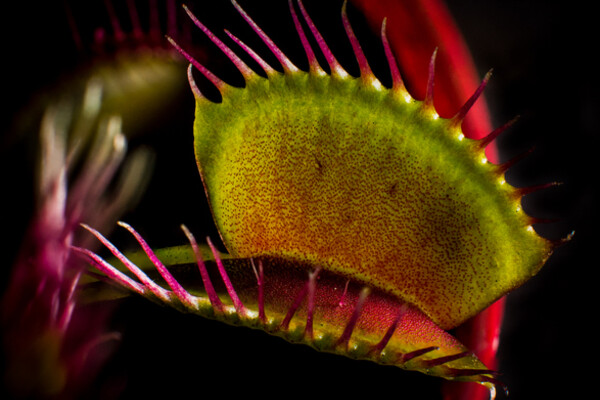 venus fly trap