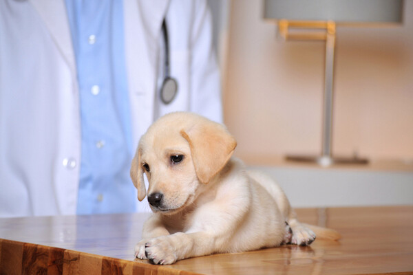 Labrador puppy on exam table with vet in background