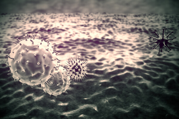 microscopic macrophages