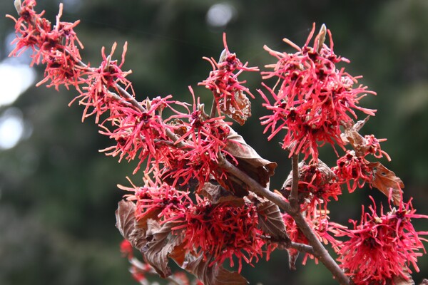 Rubin red variety of witchhazels