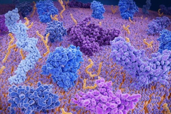 A T cell expressing PD-1