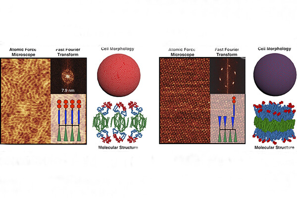 Illustraion showing Percec cell morphology