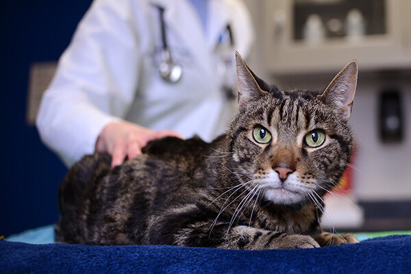 Joey the cat at the vet
