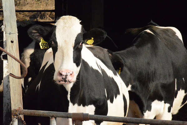 A cow with an ear tag
