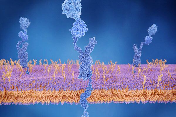 The amyloid precursor protein