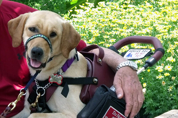 Sheeba the service dog