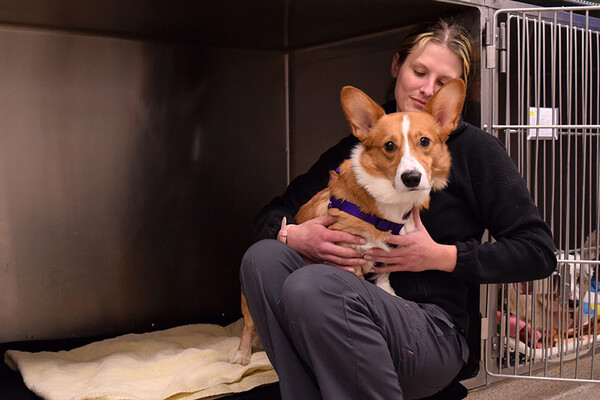 Person holding dog inside open cage in vet hospital