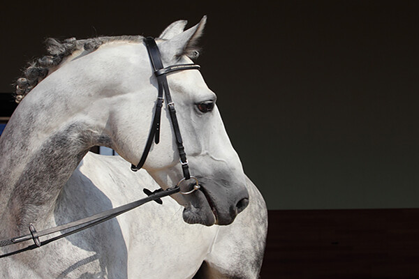  closeup of white horse with head turned to the side