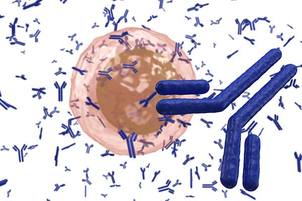A rendering of a plasma cell lymphocyte.