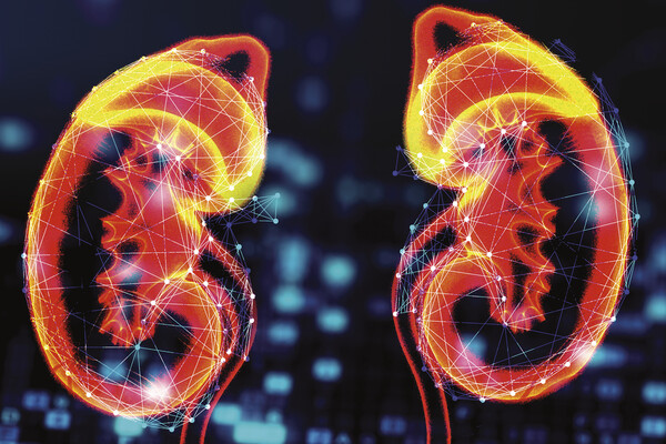 illustration of kidneys