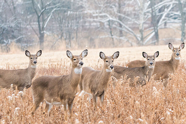 Six deer in a meadow