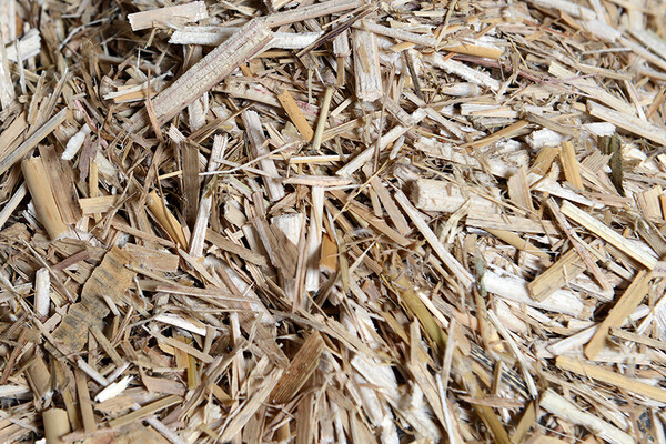 Pile of shredded straw from Miscanthus sinensis, Chinese silver grass