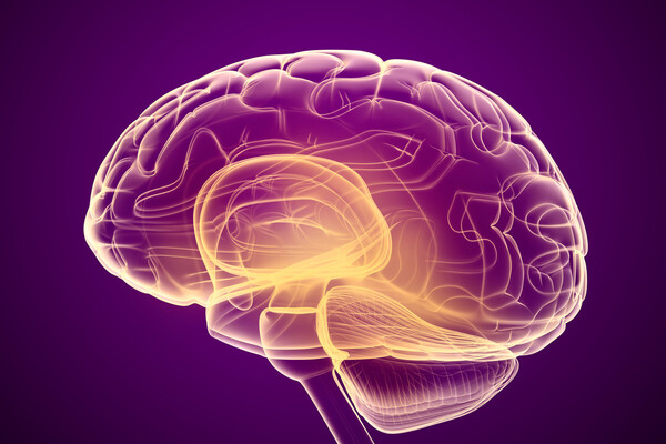 outline of human brain