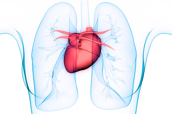 x-ray of human heart and lungs