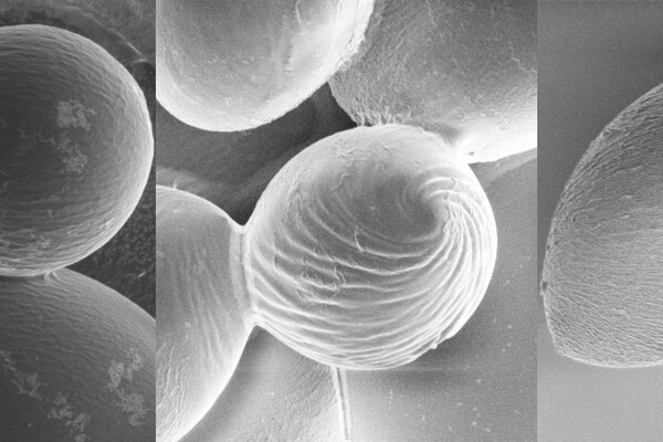 microscope images of polymer spheres that twist into elongated and twisted objects