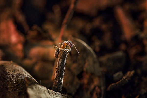carpenter ant perched on the top of a stick