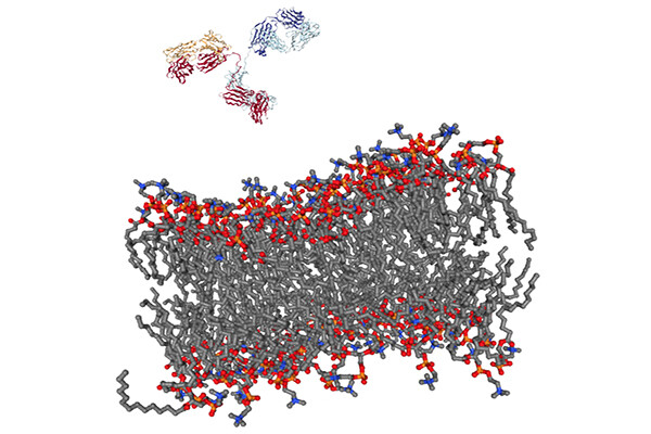 rendering of an antibody about to go through the membrane of a cell