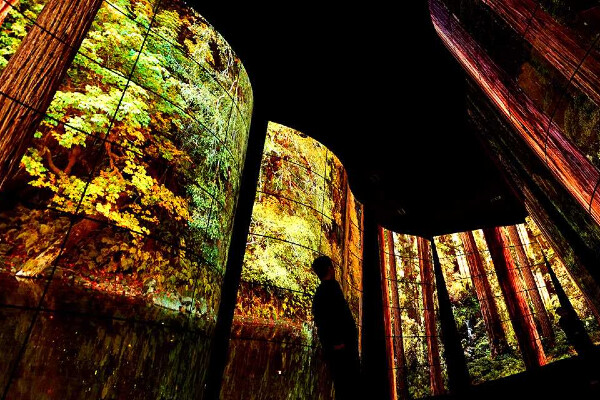 a person walking through a line of curved TV screens with forest pictures
