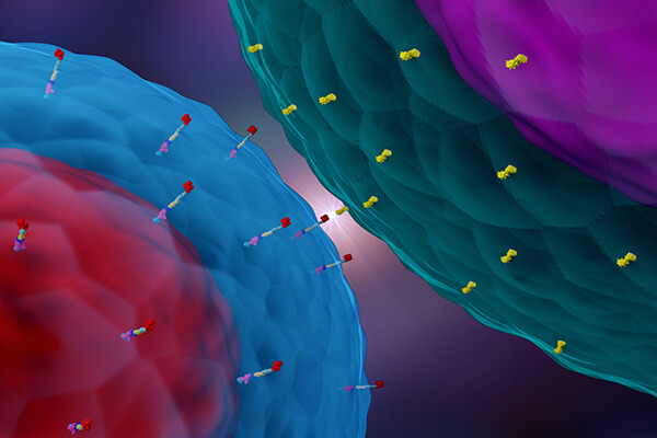 A CAR T cell interacting with a cancer cell