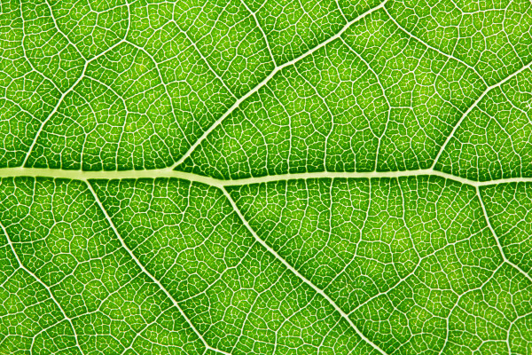 a close up image of a leaf with the main vessels and branches visible