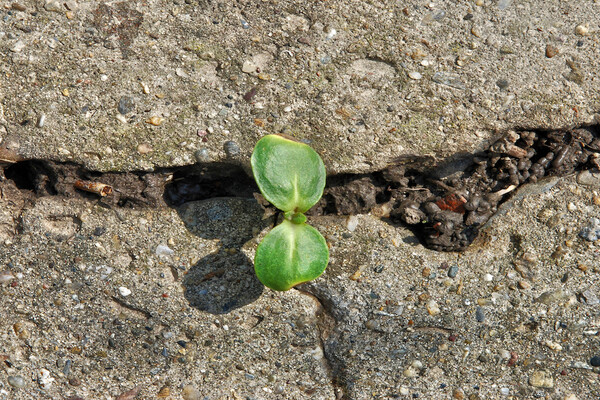 A close up of a plant growing from the cracks of a cement sidewalk. 