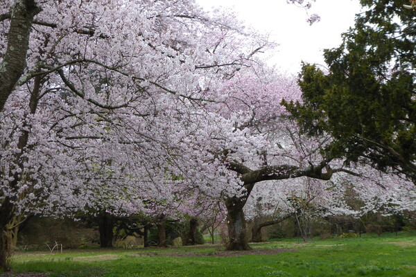 Flowering cherry trees