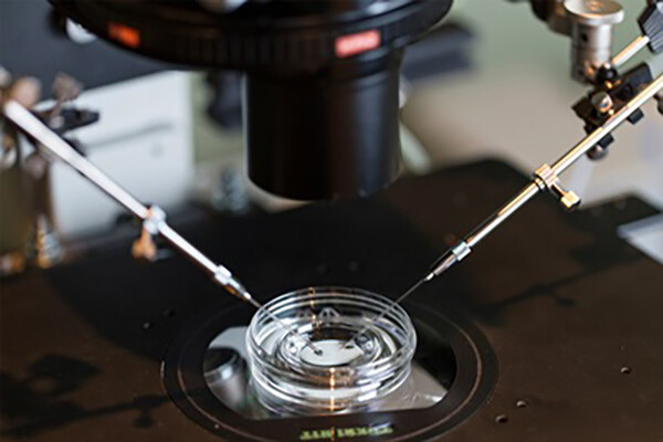A petri dish in a lab under a microscope with two mechanical pipettes.