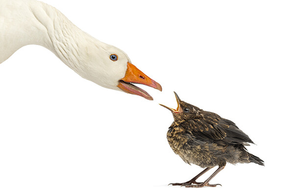 A swan and small bird face each other with open beaks