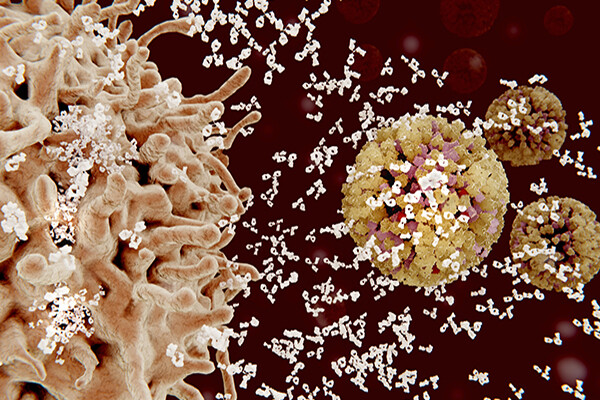 Microscopic view of plasma cells and antibodies.
