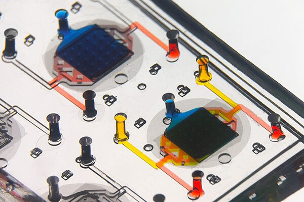 Lung on a chip detail.