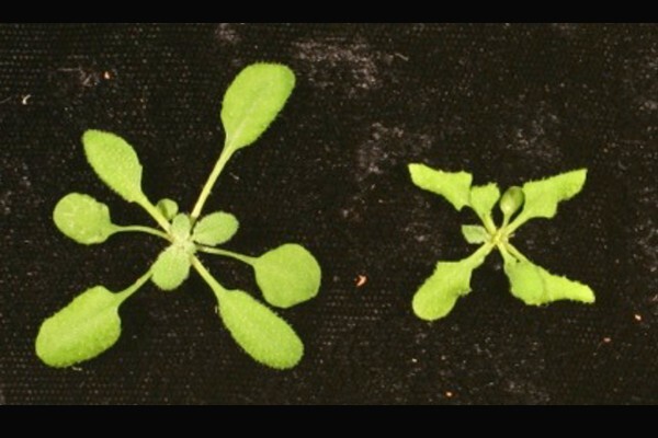 Larger plant growing next to smaller plant
