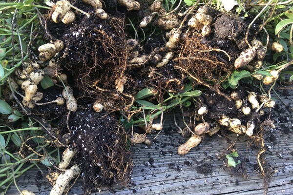A photos of bunches of peanuts with soil and leaves in view. 