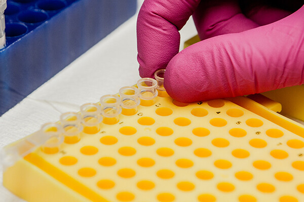 Gloved hands putting individual tiny pipettes in a holder in a lab setting.