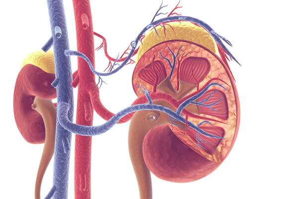 Artistic rendering of a cross section of a kidney.