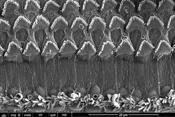 microscopic view of inner ear in healthy mouse