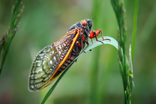 cicada on a leaf