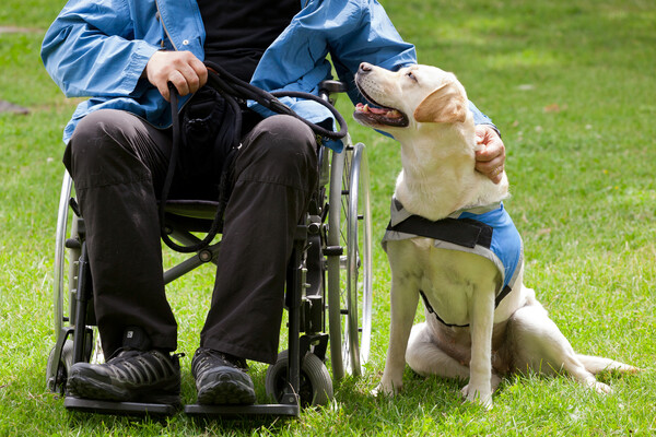 Person in wheelchair pets a service dog sitting in the grass next to them.